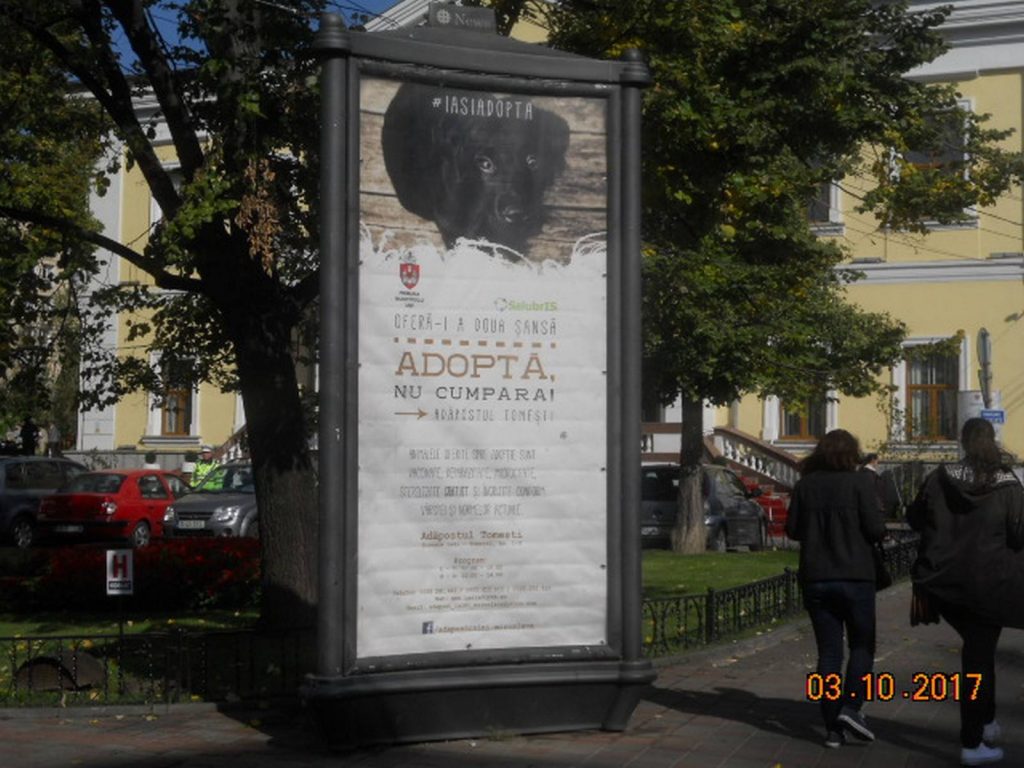 Primăria Municipiului Iași și Salubris SA susțin o campanie de încurajare a adoptării câinilor fără stăpân