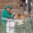 Îngrijitorii iubesc câinii di adăpost! VIDEO