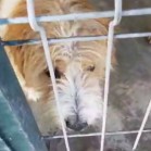 Primăria Municipiului Iași și Salubris SA susțin o campanie de încurajare a adoptării câinilor fără stăpân