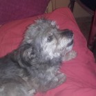 Terry, la patru ani de când a fost adoptat