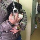 Adopții înainte de Crăciun