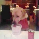 Max, fericit în Italia