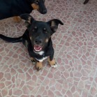 Maya și Lola așteaptă familii iubitoare care să le adopte!