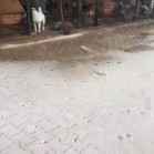 VIDEO - prima ninsoare din această iarnă