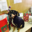 De Crăciun, Petca își dorește să fie adoptată de o familie iubitoare
