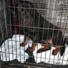 Tașa a fost adoptată