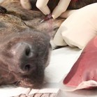 Anemia la câine