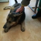 Dani vă așteaptă în adăpost să îl adoptați!