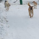 Ajutor la deszăpezit!