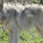 Câinele este o subspecie a lupului cenușiu