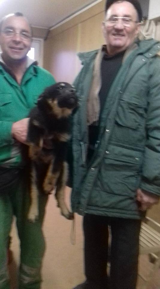 1140 de câini au fost adoptați în 2017 din Adăpostul municipal Iași
