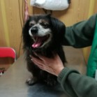 1140 de câini au fost adoptați în 2017 din Adăpostul municipal Iași