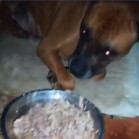 Fetița Rhea și colegii de cameră - VIDEO