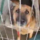 VIDEO din adăpost, 13 ianuarie 2018