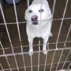 VIDEO din adăpost, 8 ianuarie 2018