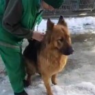 Vă invităm să vizitați Adăpostul municipal Iași și să adoptați un cățel. Sunt vaccinați și sterilizați.
