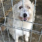Adopții, februarie 2018