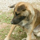 Artrita afectează o cincime din câini