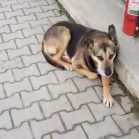 17 martie 2018 - VIDEO Adăpostul municipal Iași a fost în direct!
