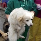VIDEO Delia și Aurora au fost adoptate