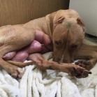 Pamela operată de mastită postpartum