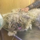 Pia, fetiță metis bichon neglijată, acum îngrijită la Adăpostul municipal Iași
