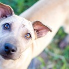 Adoptați un câine fără stăpân, nu cumpărați din petshop!
