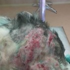 Câine bătrân cu dermatită, dificil de tratat
