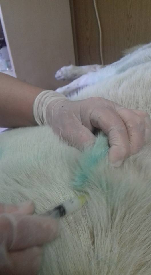 Câine bătrân cu dermatită, dificil de tratat
