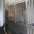 VIDEO Adopții – câini plecați în Anglia, 8 mai 2018