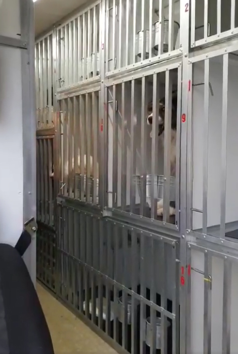 VIDEO Adopții – câini plecați în Anglia, 8 mai 2018