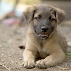 5 motive pentru care câinele plânge