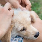 Cum să eliminați o căpușă în cinci pași