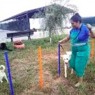 A sărit peste obstacole, a trecut prin tunel și a făcut slalomul printre jaloane. Cursă perfectă