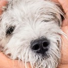 Extirparea chirurgicală a globului ocular bolnav
