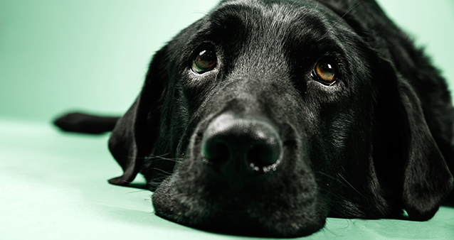 Îngrijirea unui câine cu deficiențe de auz