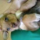 emelă de talie mică, deparazitată, vaccinată și este în căutare de proprietari responsabili