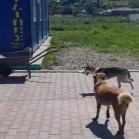 Matei și Mona au alergat împreună după minge, până la epuizare