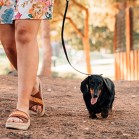 Pași în adopția unui câine • Pregăți-vă!