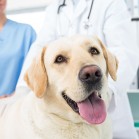 Pași în adopția unui câine • Sănătatea