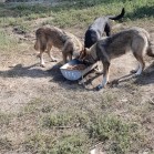 cei mai tineri căței din Adăpostul municipal Iași. Superbi, dornici de joacă și de alergat.