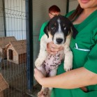 Căței, vaccinați, dornici să fie adoptați!