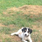 Cățelușă cu plagă infestată cu larve și eventrație, salvată la Adăpostul municipal Iași