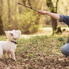 Pași în adopția unui câine • Dresați-l
