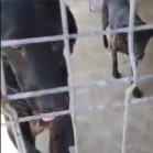 VIDEO din Adăpostul municipal Iași, 2 septembrie 2018