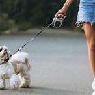 Cinci sfaturi ca să nu mai tragă de lesă